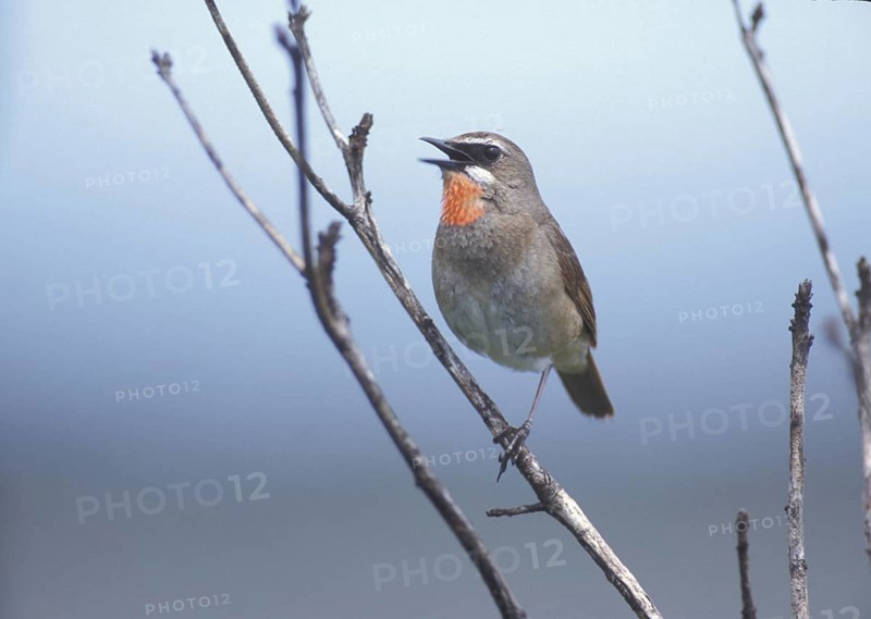 Siberian Rubythroat (Calliope calliope) male singing, Japan, Asia