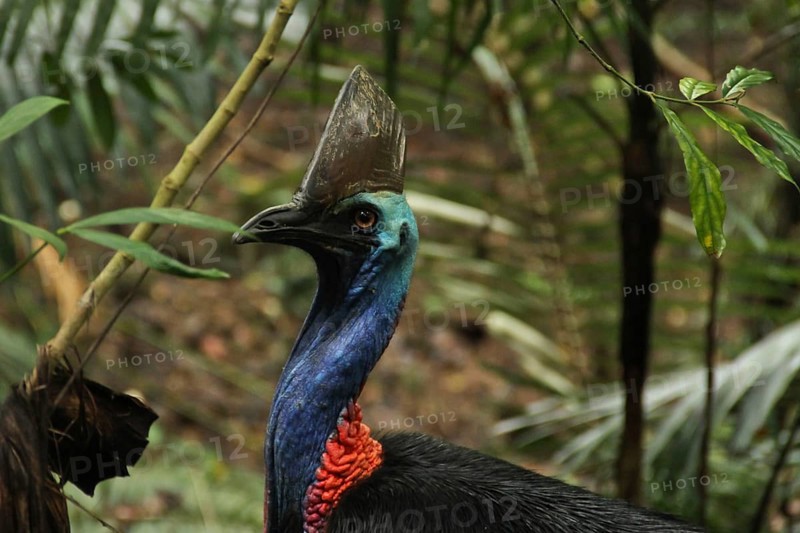 Southern Cassowary (Casuarius casuarius) female, Queensland, Australia, Oceania