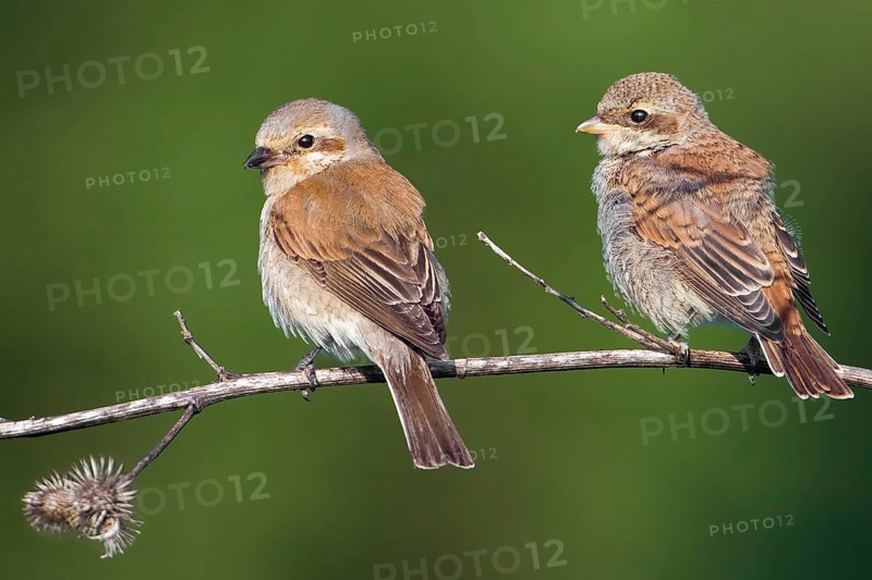 Red-backed Shrike (Lanius collurio) juvenile, Saxony-Anhalt, Germany, Europe