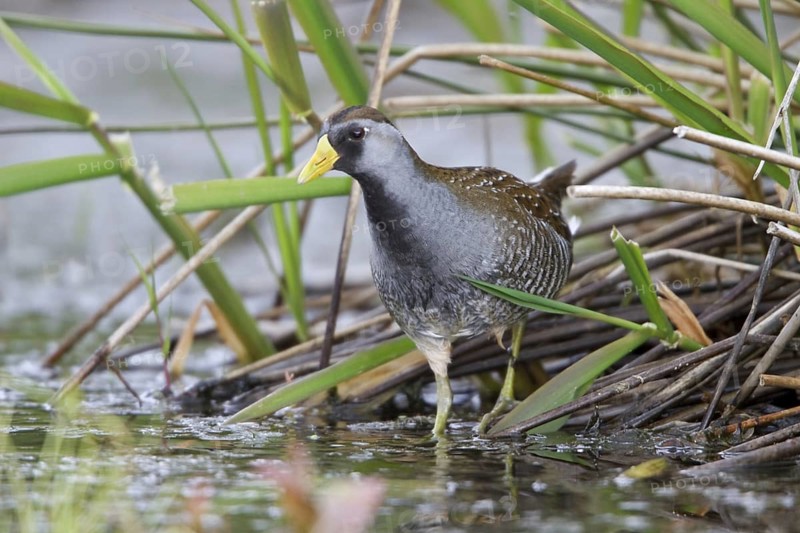 Sora (Porzana carolina), British Columbia, Canada, North America