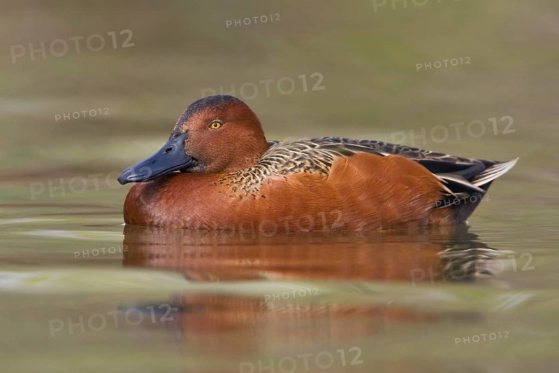 Cinnamon Teal (Spatula cyanoptera) male, Texas, USA, North America