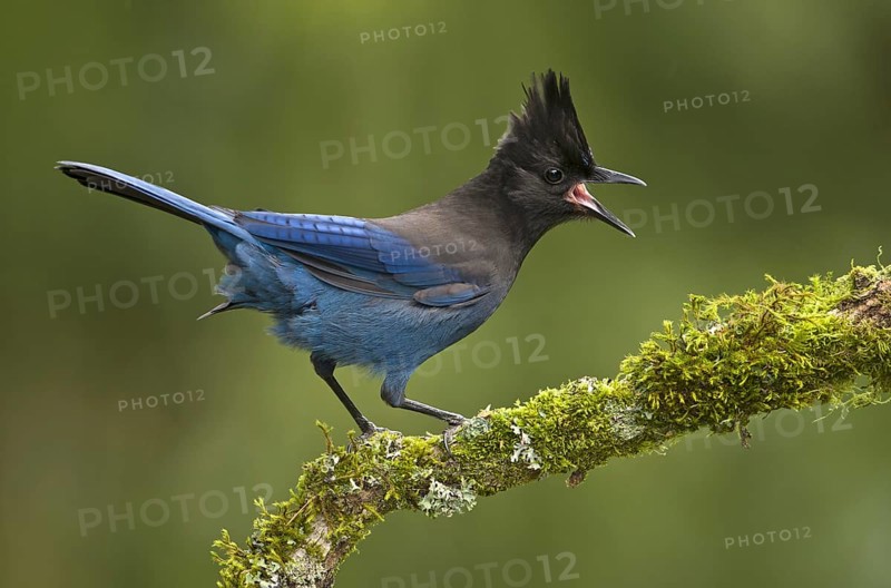 Steller's Jay (Cyanocitta stelleri), British Columbia, Canada, North America