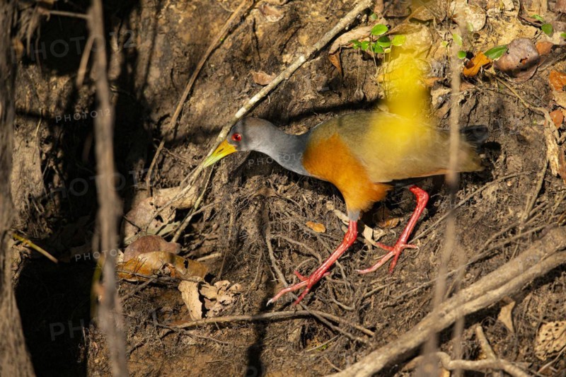 Grey-necked wood rail (Aramides cajanea) Pantanal Brazil