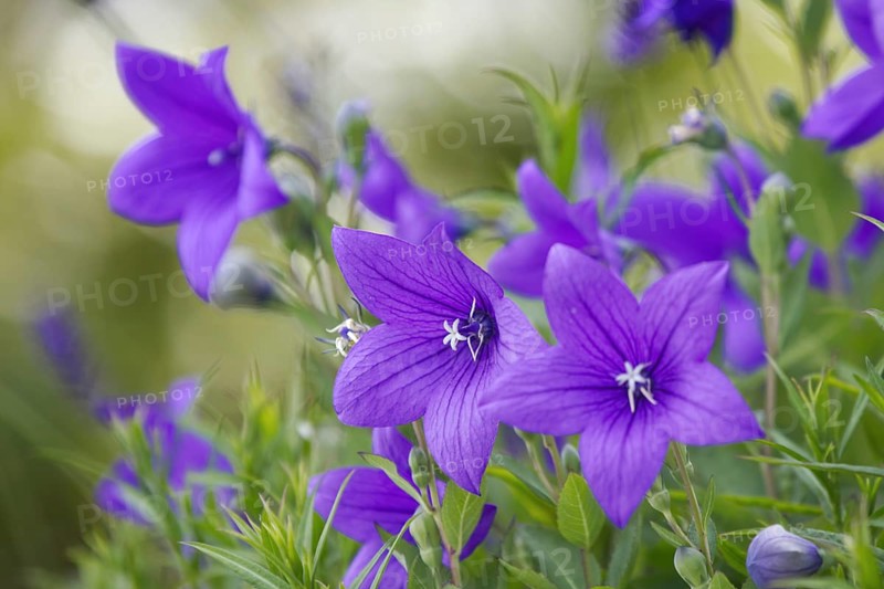 Close-up of the large balloon flower (Platycodon grandiflorus), the bright colours create a fresh summer atmosphere, Siegen, North Rhine-Westphalia, Germany, Europe