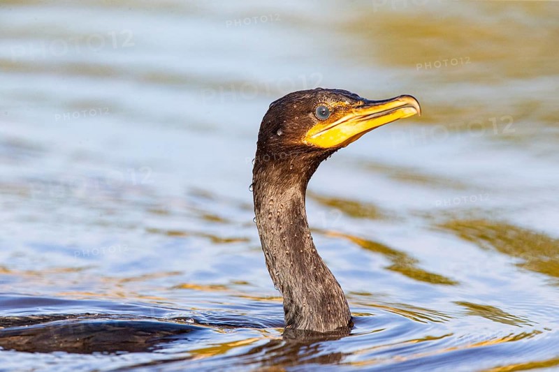 Humboldt Cormorant (Phalacrocorax brasilianus) Pantanal Brazil