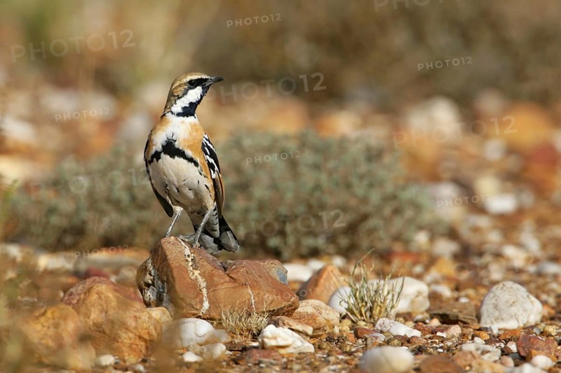 Cinnamon Quail-thrush (Cinclosoma cinnamomeum) male, New South Wales, Australia, Oceania