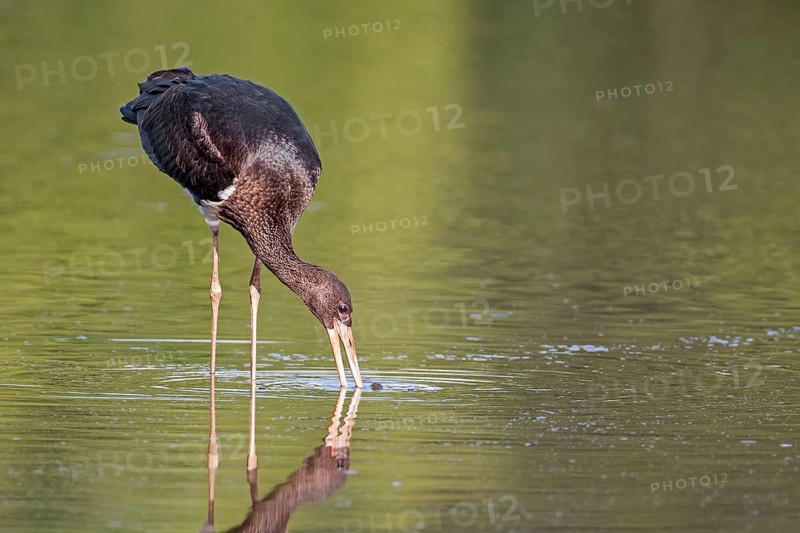 Black Stork (Ciconia nigra) juvenile foraging, Saxony-Anhalt, Germany, Europe