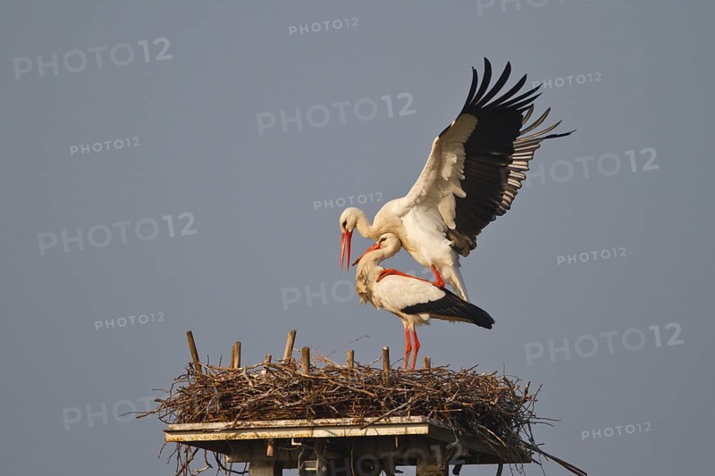 White Stork (Ciconia ciconia) pair mating, North Rhine-Westphalia, Germany, Europe