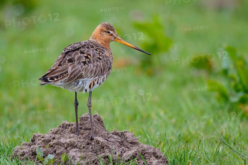 Black-tailed Godwit (Limosa limosa), Netherlands