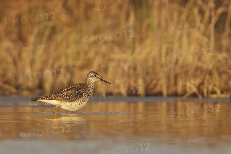 Lesser Yellowlegs (Tringa flavipes), Manitoba, Canada, North America