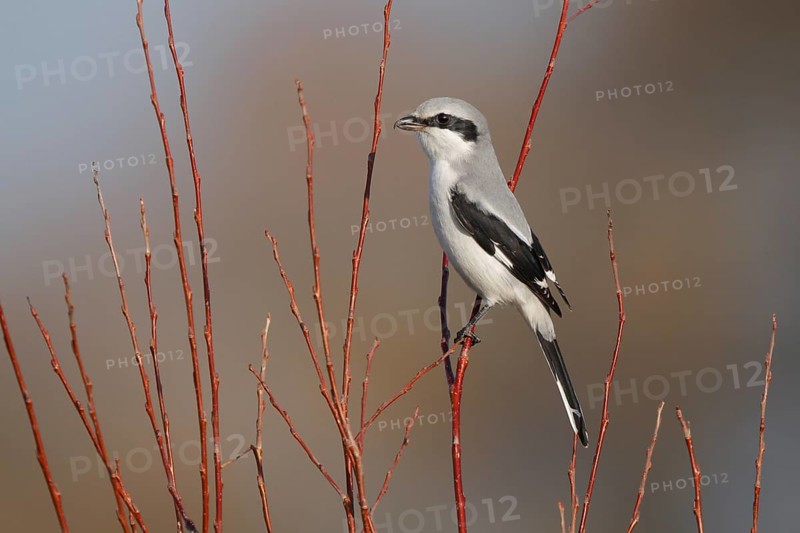 Great Grey Shrike (Lanius excubitor), Fribourg, Switzerland, Europe