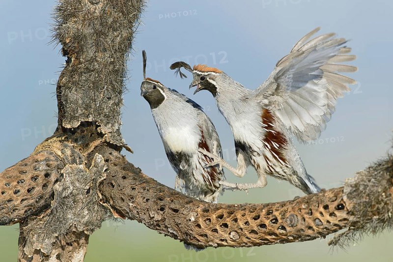 Gambel's Quail (Callipepla gambelii) male, Arizona, USA, North America
