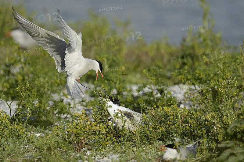 Common Tern & Sandwich Tern (Sterna hirundo & Thalasseus sandvicensis), Texel, Niederlande