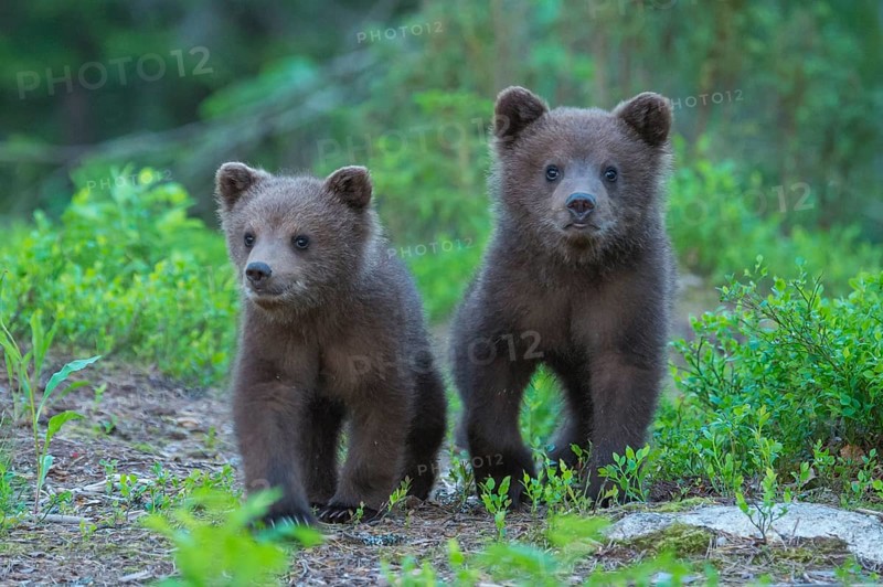 Eurasian Brown Bear (Ursus arctos) two cubs walking on forest trail, Finland, Europe