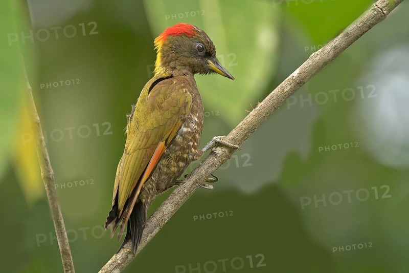 Gelbhaubenspecht (picus chlorolophus) im Regenwald von sri Lanka