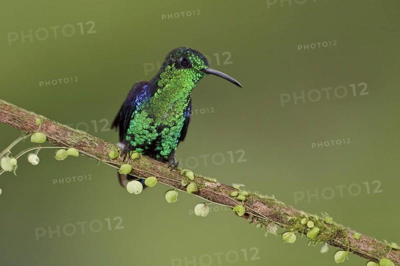 Crowned Woodnymph (Thalurania colombica hypochlora), Ecuador, South America