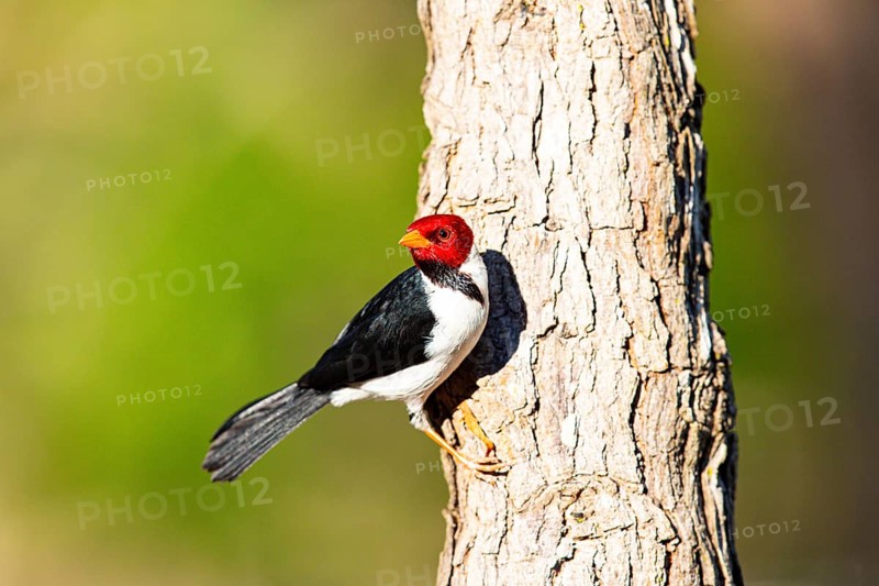 The red-capped cardinal (Paroaria gularis) Pantanal Brazil