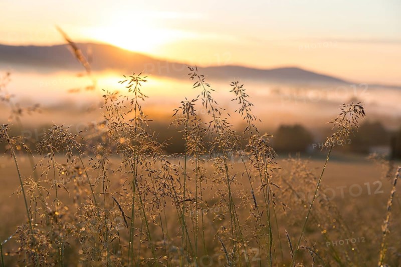 Grass panicles shining in the morning sun, Upper Lusatian mountains with fog in the morning light, view from Callenberg, Schirgiswalde-Kirschau, Saxony, Germany, Europe