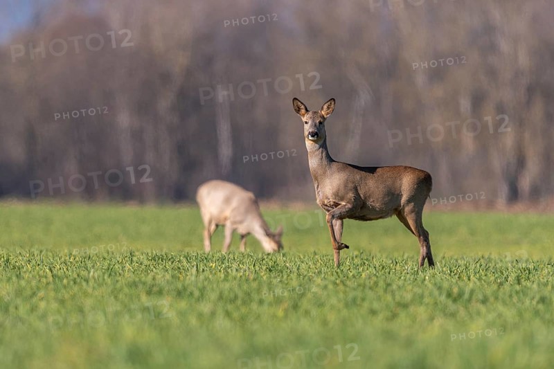 A red deer (Capreolus capreolus) foraging in a meadow in winter. A deer stands in a field with another grazing deer in the background. High Rhine, Alsace, France, Europe