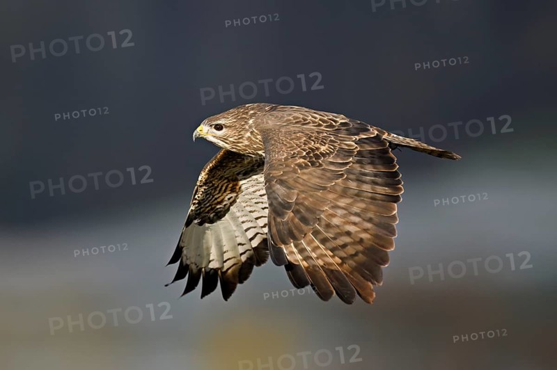 Common buzzard (Buteo buteo), in flight, Switzerland, Europe