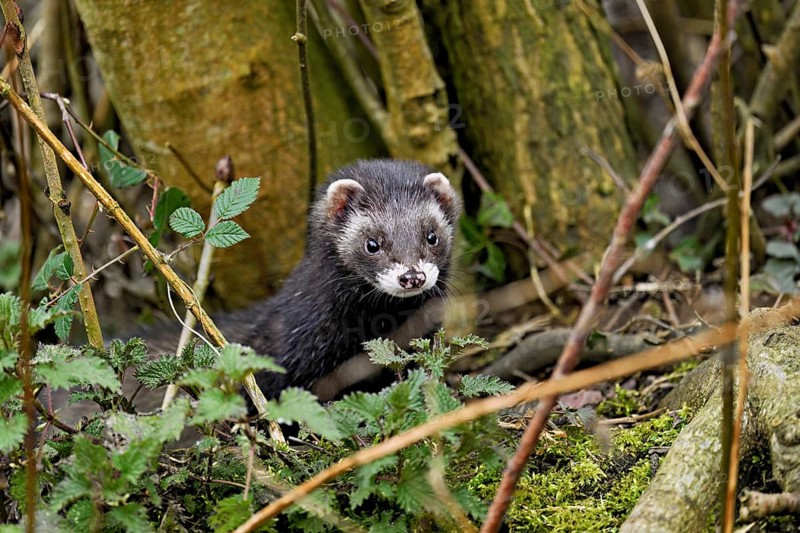 European polecat (Mustela putorius) or wood polecat, looking out of the undergrowth, captive, Switzerland, Europe