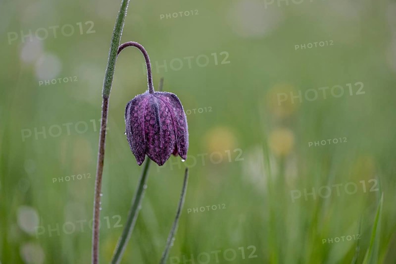Snake's Head Fritillary (Fritillaria meleagris), Lower Saxony, Germany, Europe