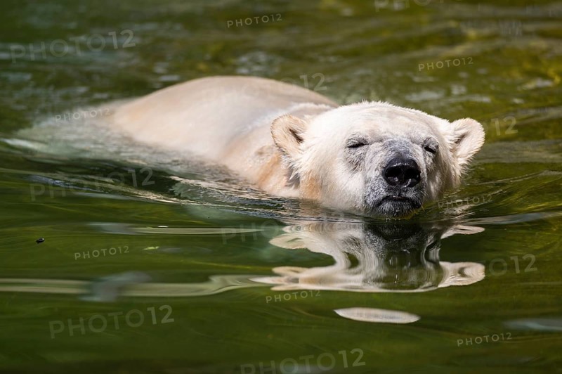 Polar bear (Ursus maritimus) swimming in the water, captive, Germany, Europe