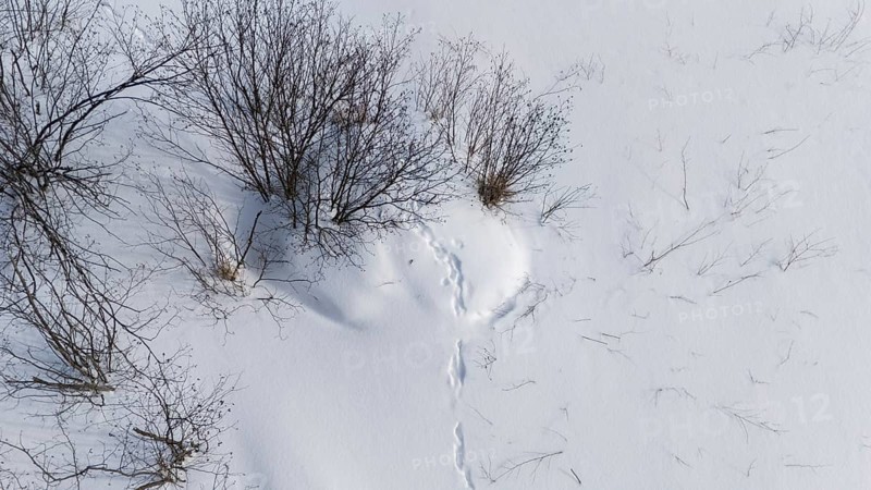 Beaver lodge covered with snow in winter. Wolf prints on the lodge. Region of La Mauricie. Province of Quebec. Canada