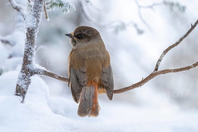 Eurasian jay (Perisoreus infaustus) in the snow, Kuusamo, Lapland, Finland, Europe