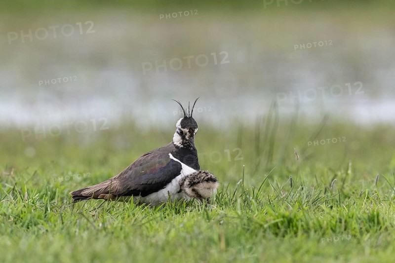 Lapwing (Vanellus vanellus) with young, Lower Saxony, Germany, Europe