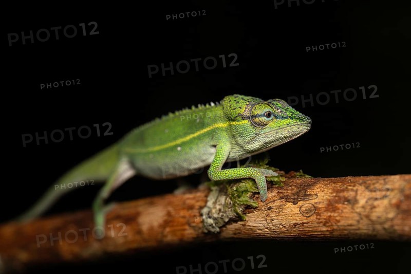 A male chameleon of the genus Calumma gilaumeti in the rainforests of Marojejy National Park in north-east Madagascar