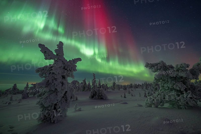 Northern lights over winter landscape, snow-covered trees, Riisitunturi National Park, Posio, Lapland, Finland, Europe