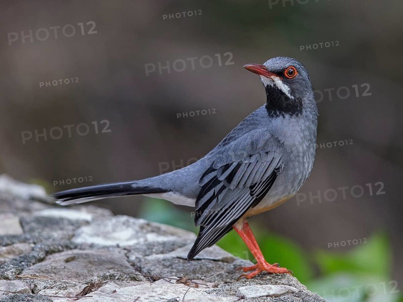 Red-legged Thrush (Turdus plumbeus), Cuba, Central America