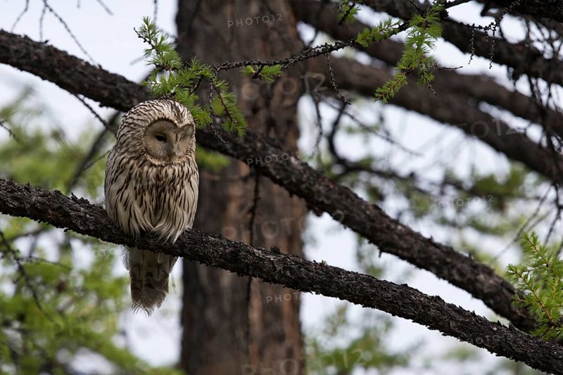 Ural Owl (Strix uralensis yenisseensis) perched in tree, Lake Khuvsgul, Mongolia, Asia