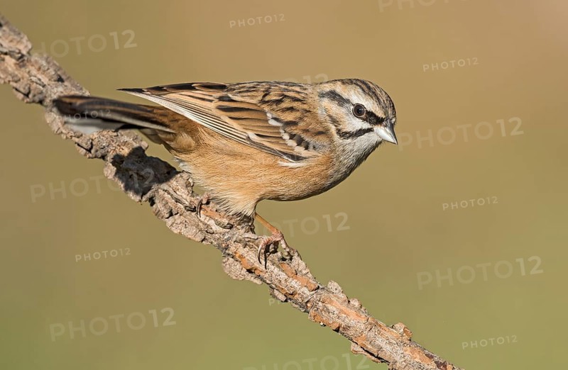 Rock Bunting (Emberiza cia) juvenile perched on a branch, Aosta Valley, Italy, Europe