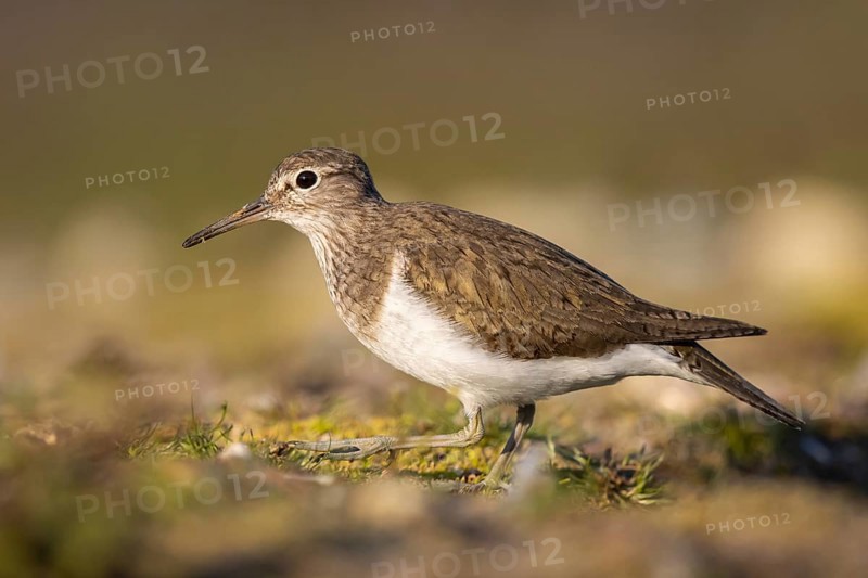 Common Sandpiper (Actitis hypoleucos), North Rhine-Westphalia, Germany, Europe
