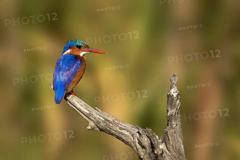 Malachietijsvogel zittend op tak, Malachite Kingfisher sitting on branch