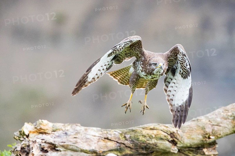 Common buzzard (Buteo buteo) Germany