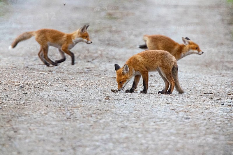 Fox (Vulpes vulpes) puppies Germany