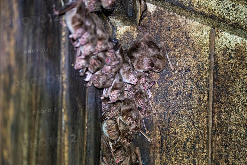 Common vampire bat (Desmodus rotundus) Pantanal Brazil