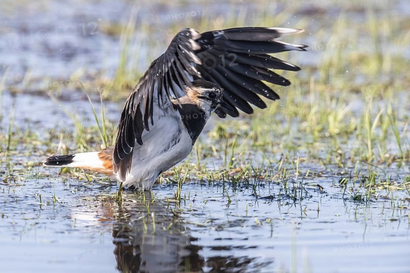 Lapwing (Vanellus vanellus), fledging, Lower Saxony, Germany, Europe
