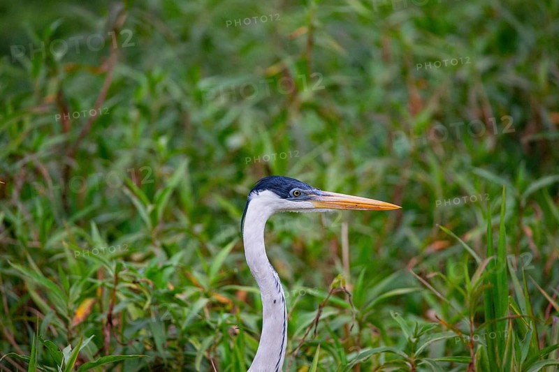 Cocoi Heron (Ardea cocoi) Pantanal Brazil