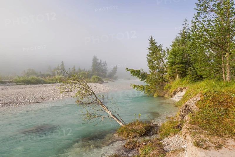 Isar valley nature conservancy area. The wild Isar river flows through its gravel bed past driftwood and entrained trees and bushes. Sunrise with fog