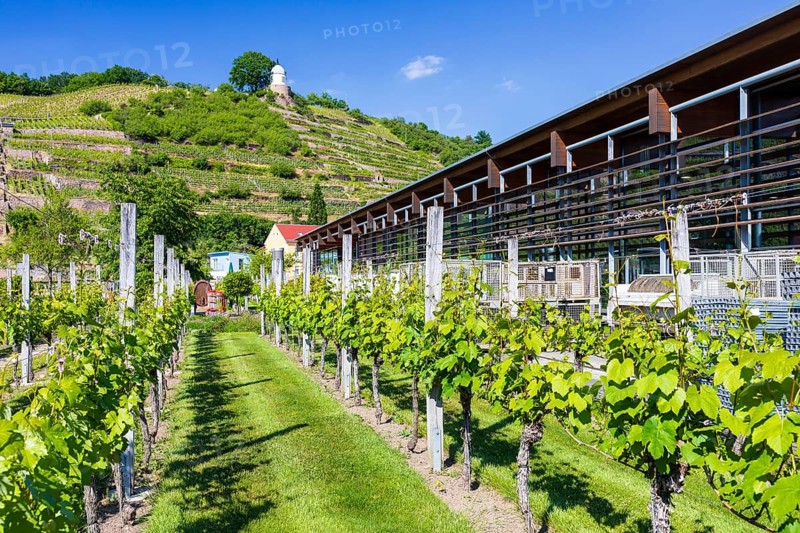 Show vineyard at the production building in the castle park, in the background the vineyards and the Jacobstein vineyard pavilion, Wackerbarth Winery, Radebeul, Saxony, Germany, Europe