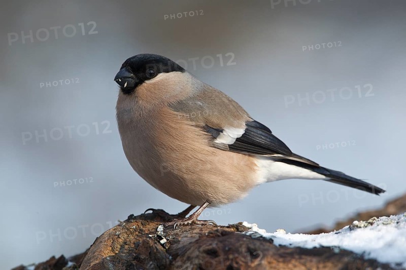 Eurasian Bullfinch (Pyrrhula pyrrhula) female, Rhineland-Palatinate, Germany, Europe