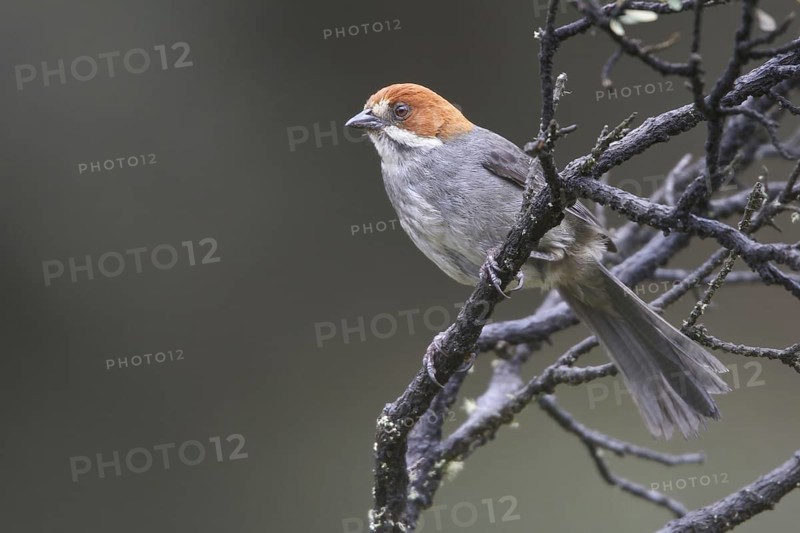 Rufous-eared Brushfinch (Atlapetes rufigenis), Central Highlands, Peru, South America