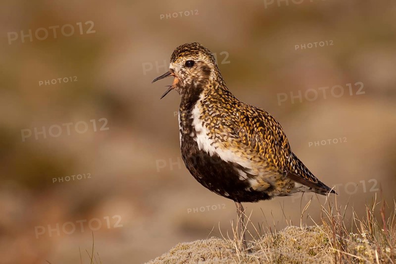 European Golden Plover (Pluvialis apricaria), Iceland, Europe