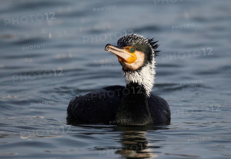 Great Cormorant (Phalacrocorax carbo), Mecklenburg-Western Pomerania, Germany, Europe