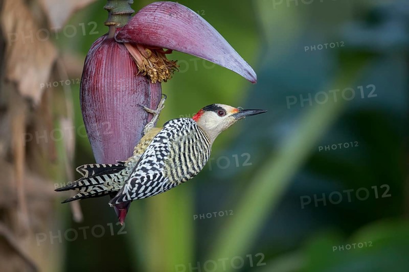 West Indian Woodpecker (Melanerpes superciliaris) female, Cuba, Central America