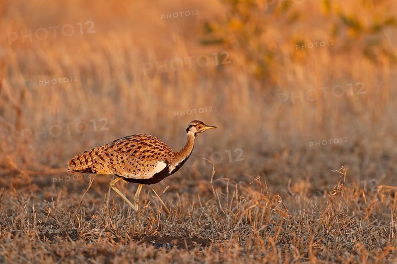 Black-bellied Bustard (Lissotis melanogaster), Kruger Park, South Africa, Africa